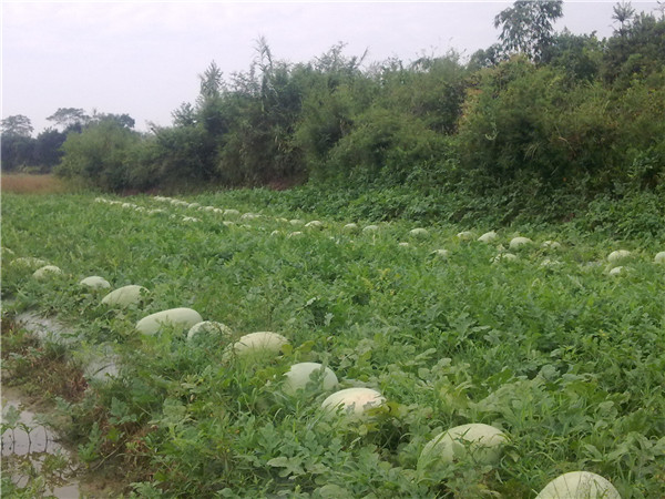 土壤墑情速測儀在現(xiàn)代土壤墑情監(jiān)測中的作用 土壤墑情速測儀在現(xiàn)代土壤墑情監(jiān)測中的作用