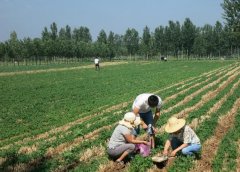 土壤墑情與旱情信息管理系統(tǒng)可實時監(jiān)測管理土壤墑情