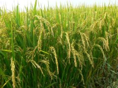 土壤墑情監測系統是如何運行的？