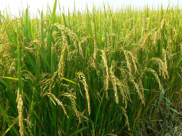 土壤墑情監測系統是如何運行的? 土壤墑情監測系統是如何運行的?