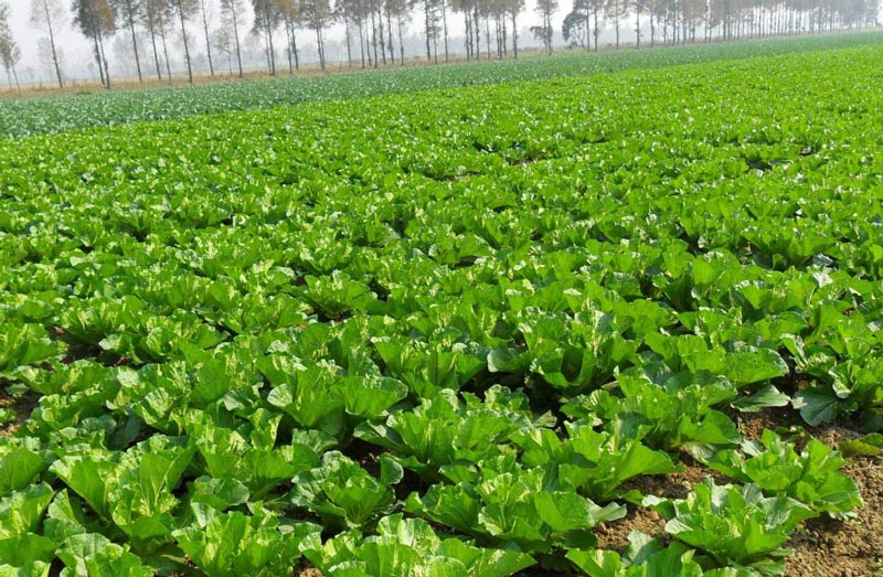 土壤墑情監(jiān)測(cè)需要怎么取樣？