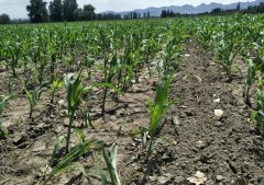 土壤墑情監測系統以及常用的墑情等級判斷方法