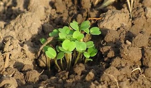 有了物聯(lián)網(wǎng)，土壤墑情監(jiān)測(cè)系統(tǒng)才有了“生命”！