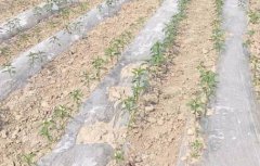 基于無線網(wǎng)絡(luò)的遠程墑情監(jiān)測系統(tǒng)介紹