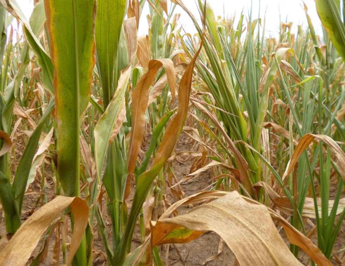 農田土壤墑情與旱情監測對農業發展具有重要意義 農田土壤墑情與旱情監測對農業發展具有重要意義