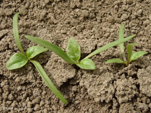 土壤墑情監測系統為種植提供參考數據 土壤墑情監測系統為種植提供參考數據