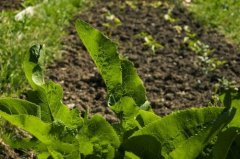 國內(nèi)外墑情監(jiān)測(cè)方法