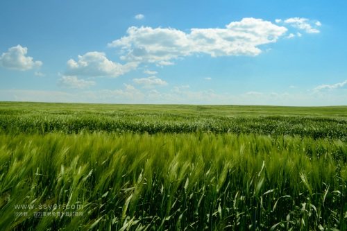 智慧農業帶來了什么? 智慧農業帶來了什么?